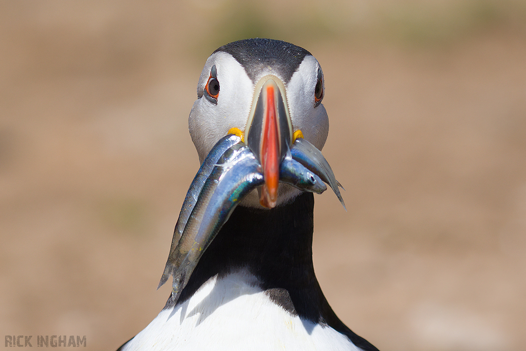 Atlantic Puffin