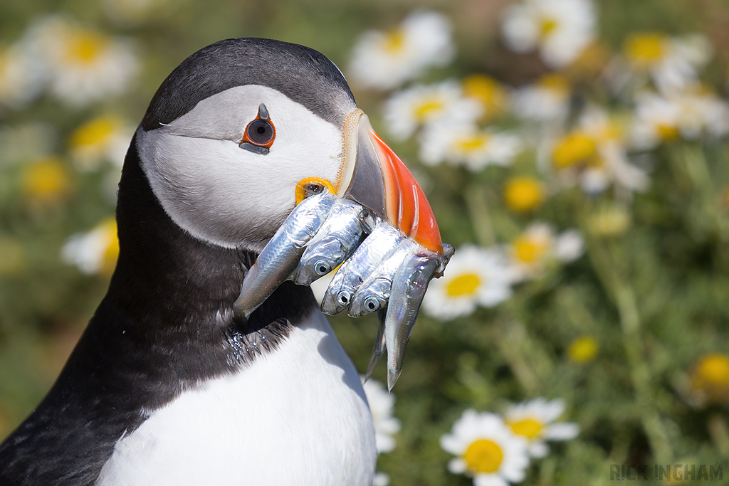 Atlantic Puffin