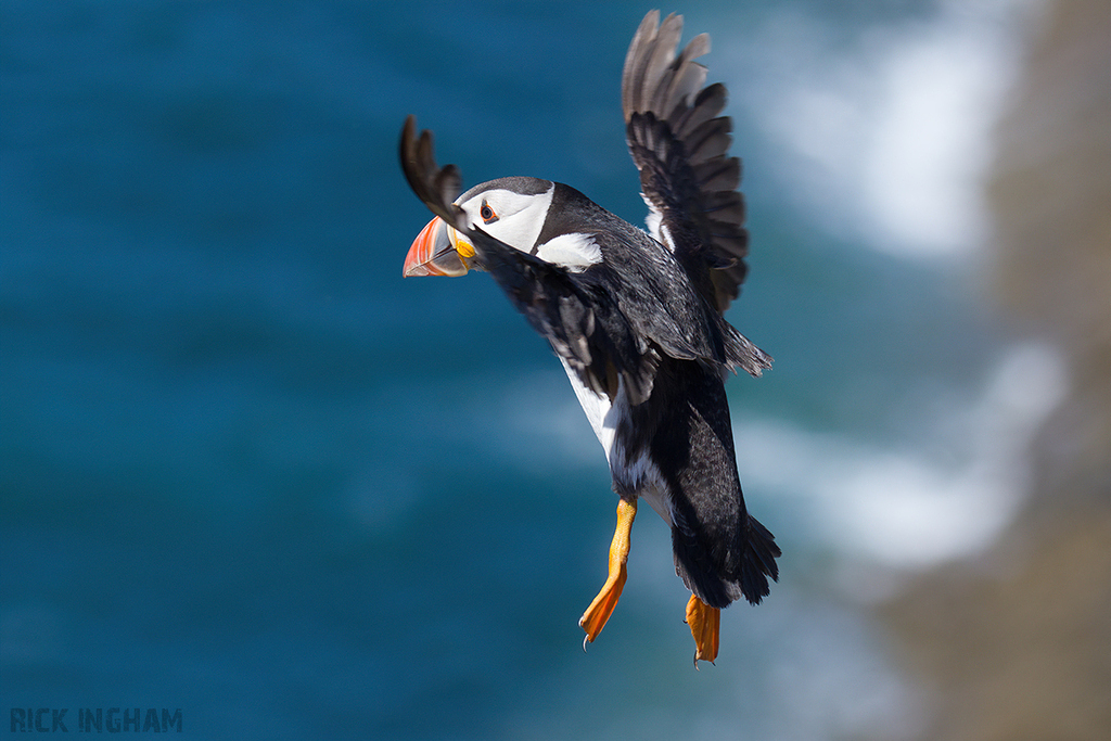 Atlantic Puffin