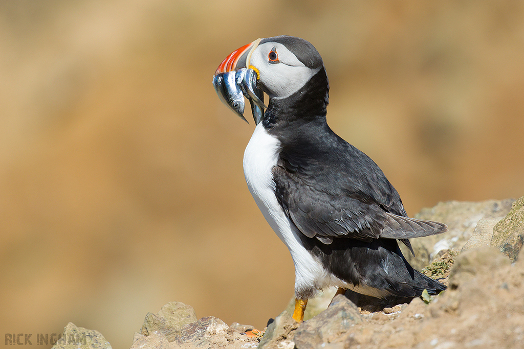 Atlantic Puffin