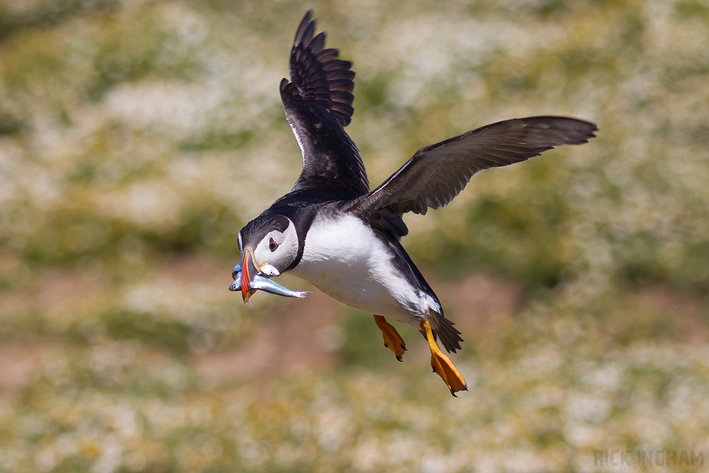 Atlantic Puffin