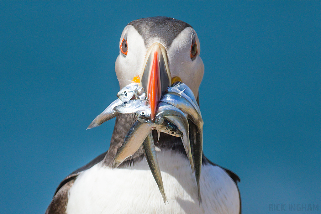 Atlantic Puffin