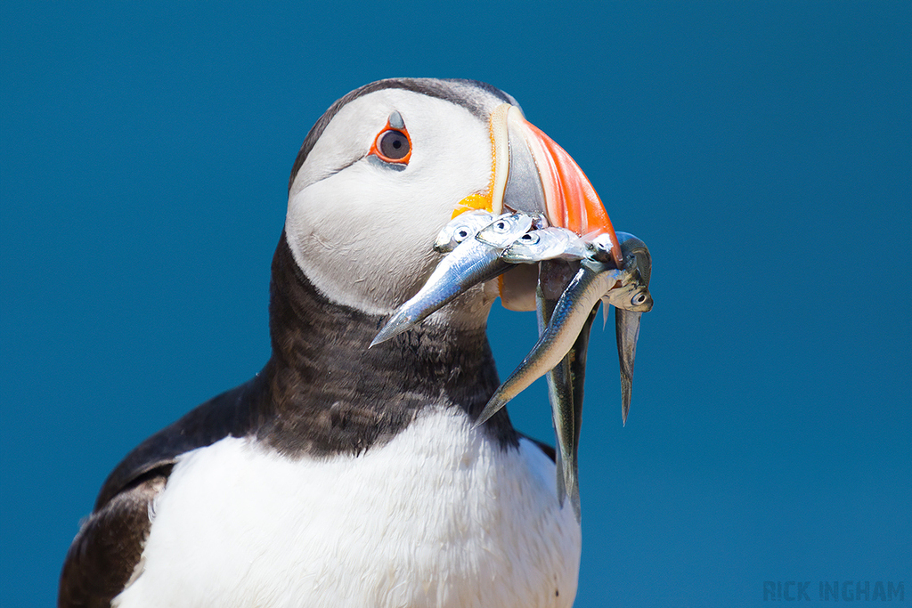 Atlantic Puffin