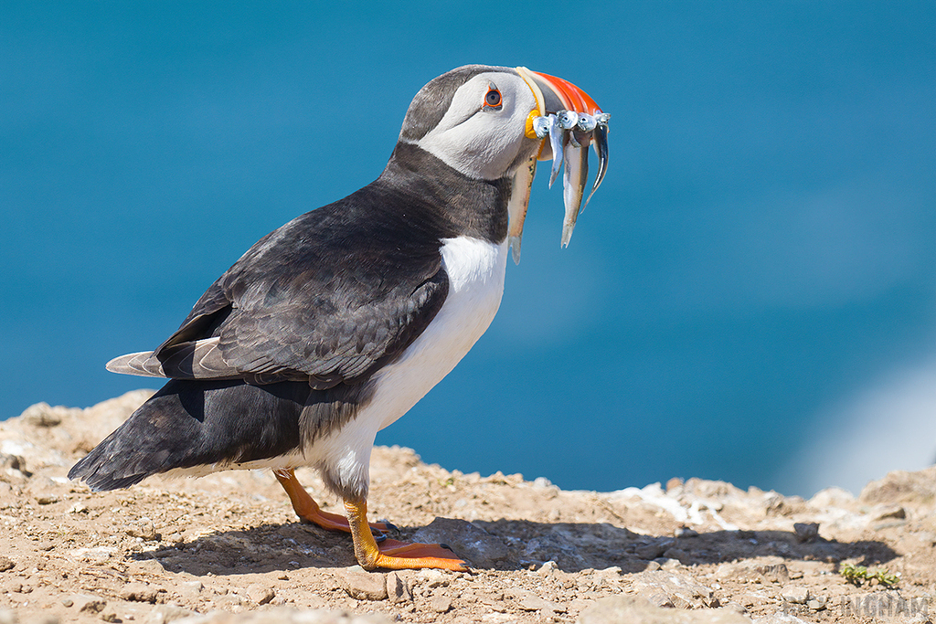 Atlantic Puffin