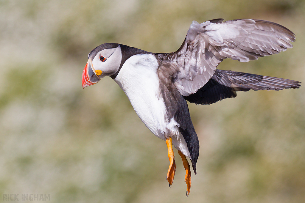 Atlantic Puffin