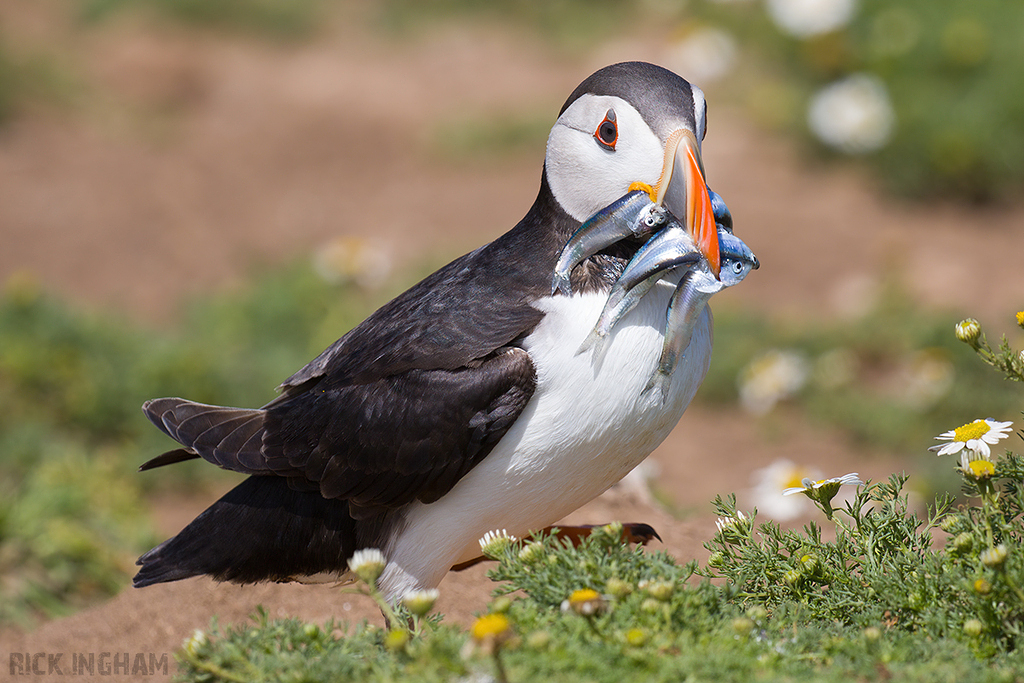 Atlantic Puffin