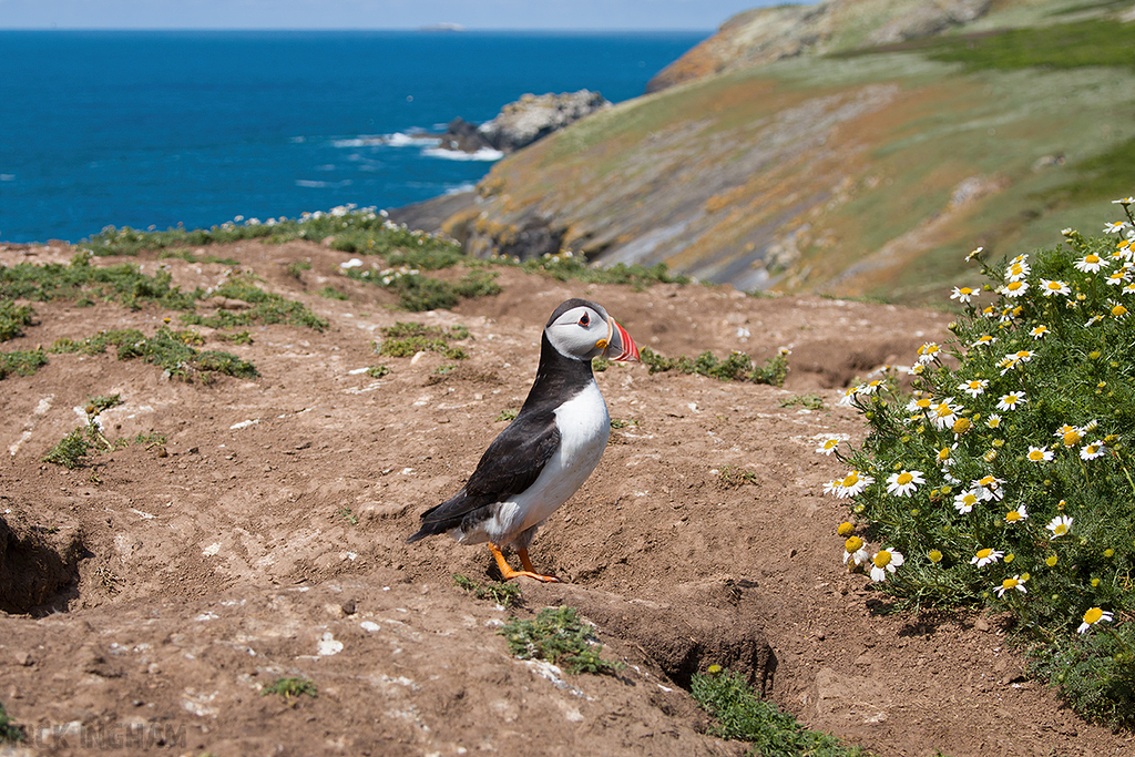 Atlantic Puffin