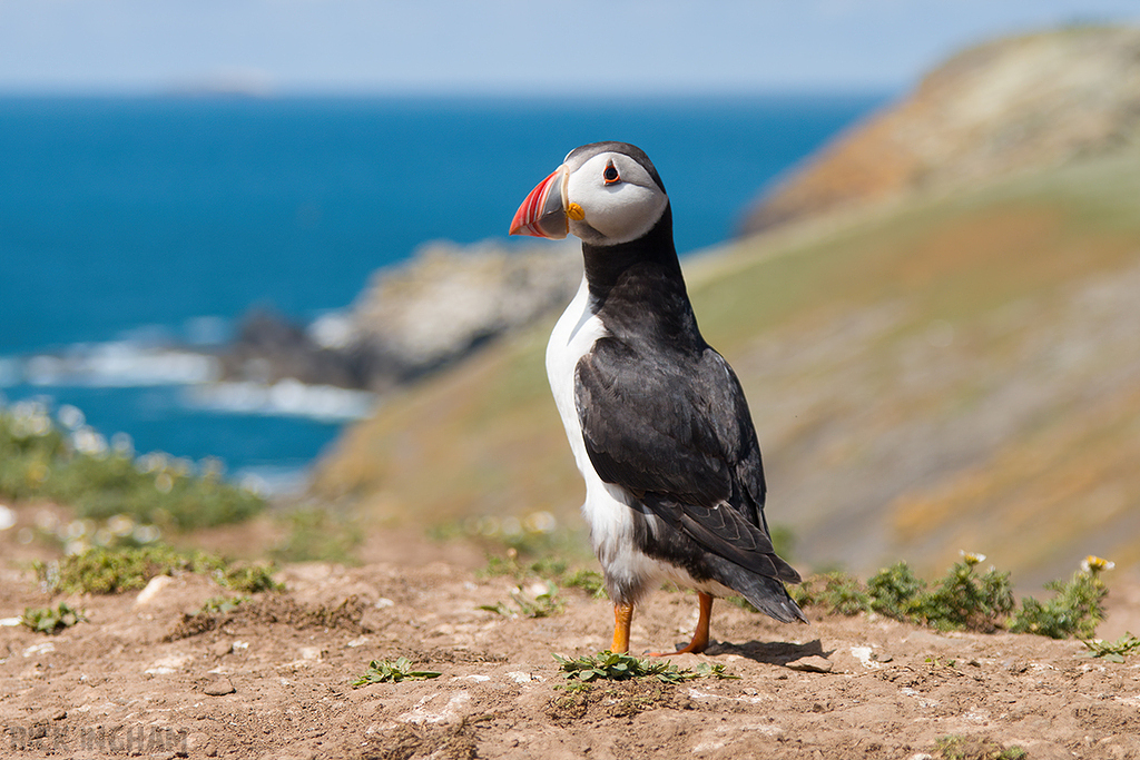 Atlantic Puffin