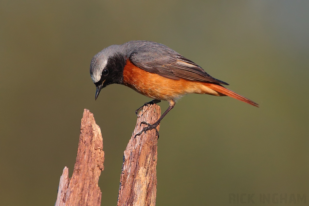 Common Redstart | Male