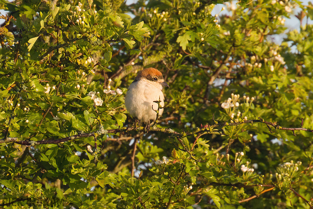 Woodchat Shrike