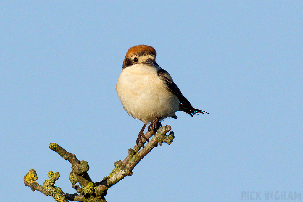 Woodchat Shrike