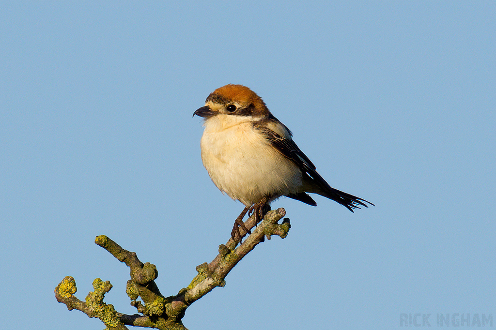 Woodchat Shrike