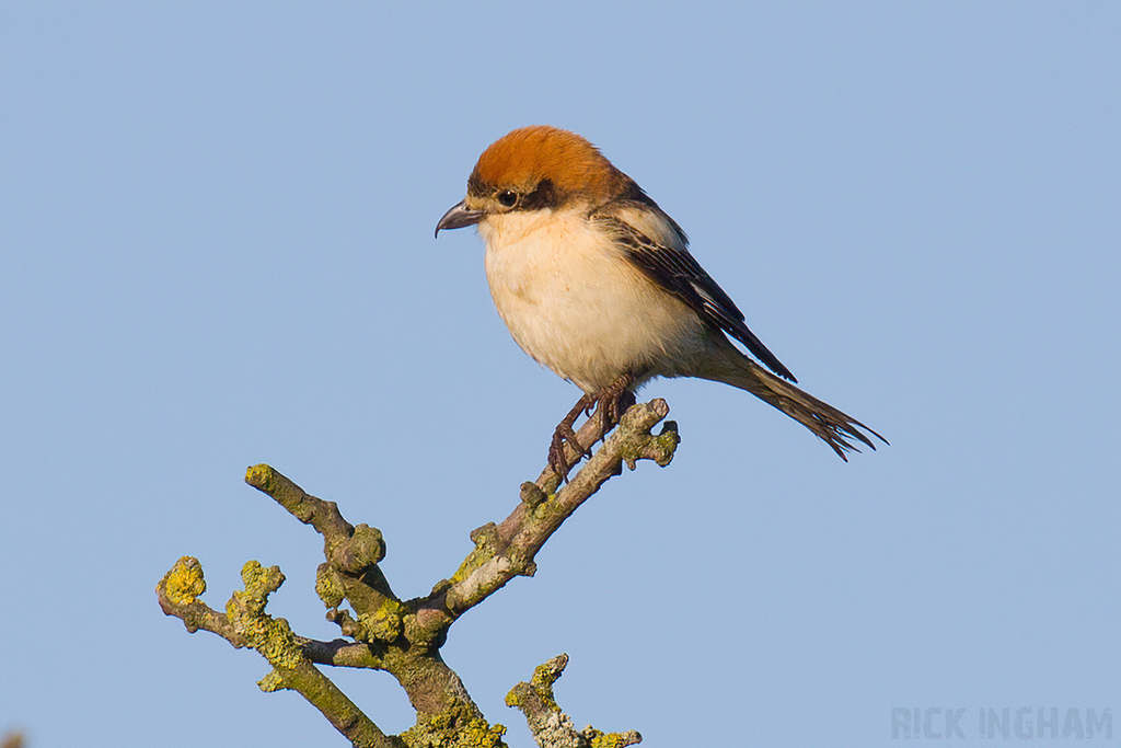 Woodchat Shrike