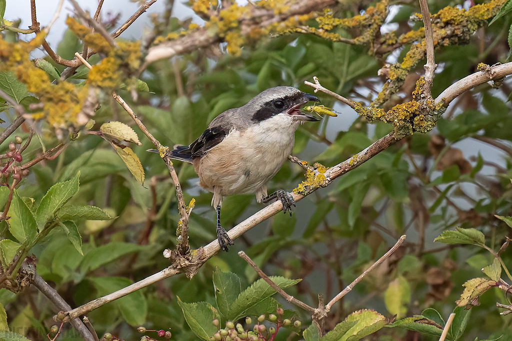 Long-Tailed Shrike