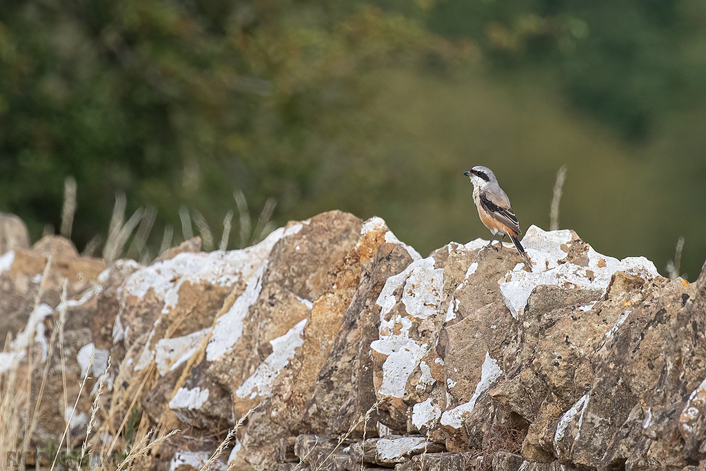 Long-Tailed Shrike