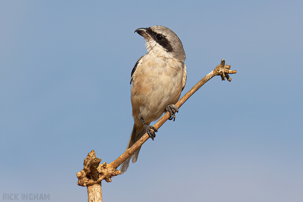 Long-Tailed Shrike