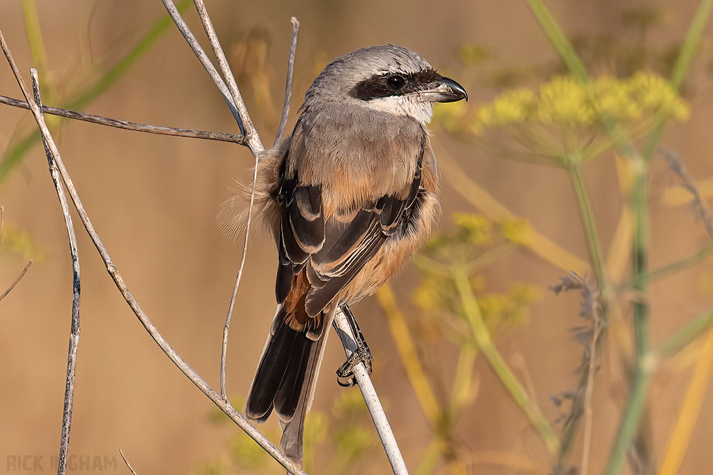 Long-Tailed Shrike