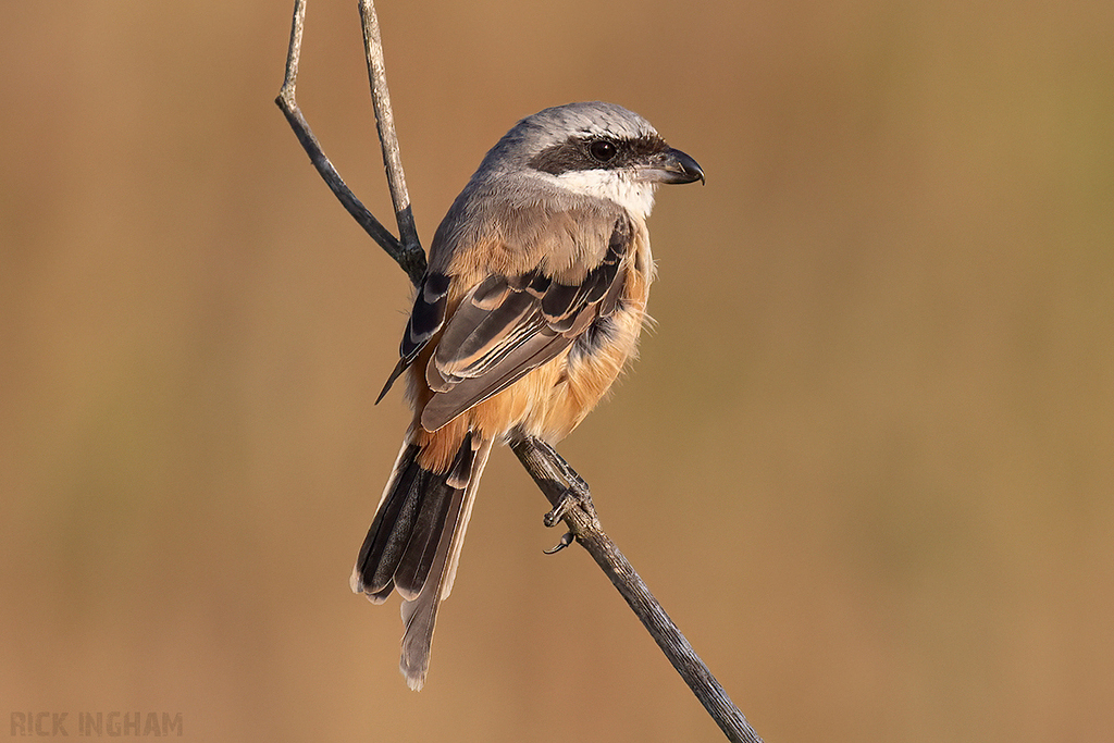 Long-Tailed Shrike