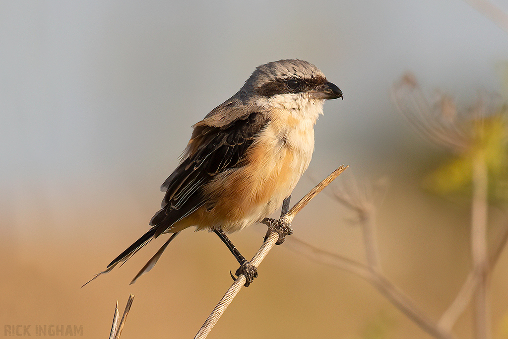 Long-Tailed Shrike