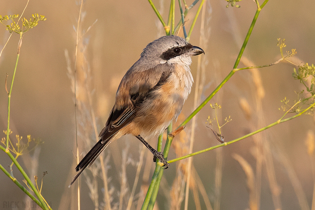 Long-Tailed Shrike