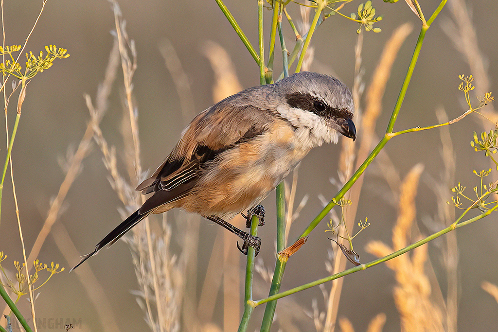 Long-Tailed Shrike
