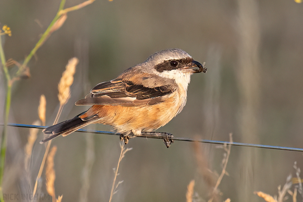 Long-Tailed Shrike