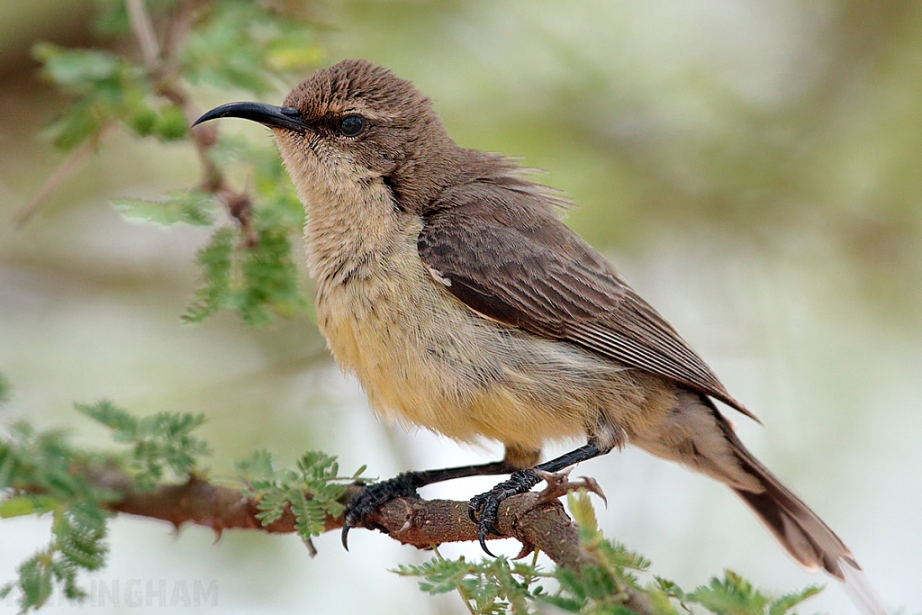 Loten's Sunbird | Female