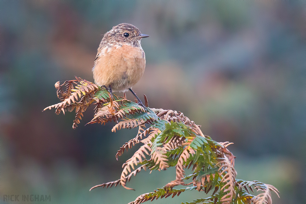 Stonechat