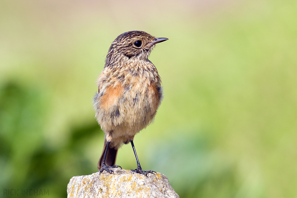 Stonechat