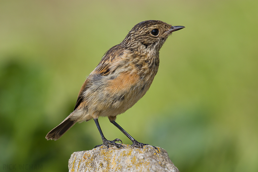 Stonechat