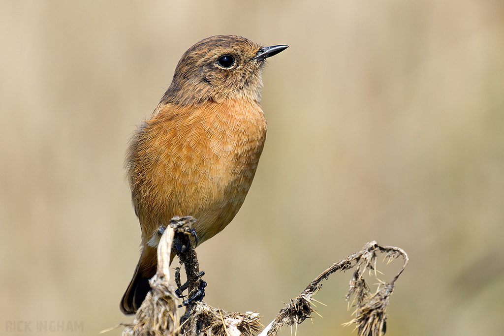 Stonechat