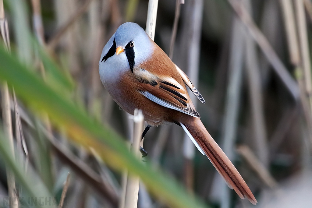 Bearded Tit | Male