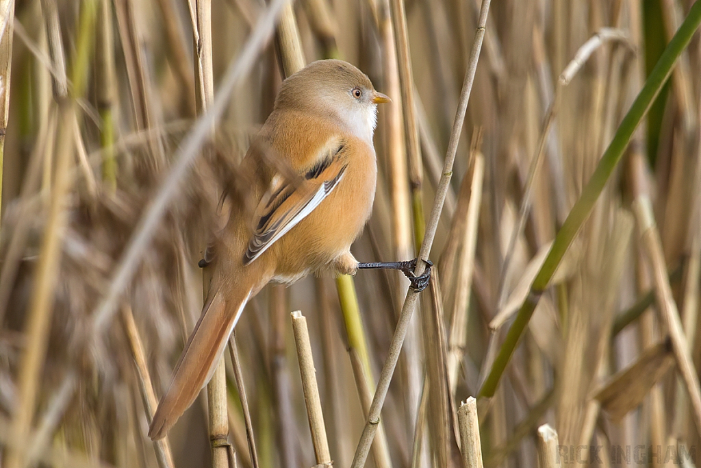 Bearded Tit | Female