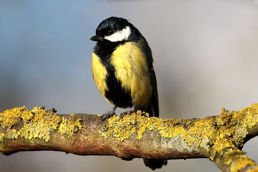 Great Tit