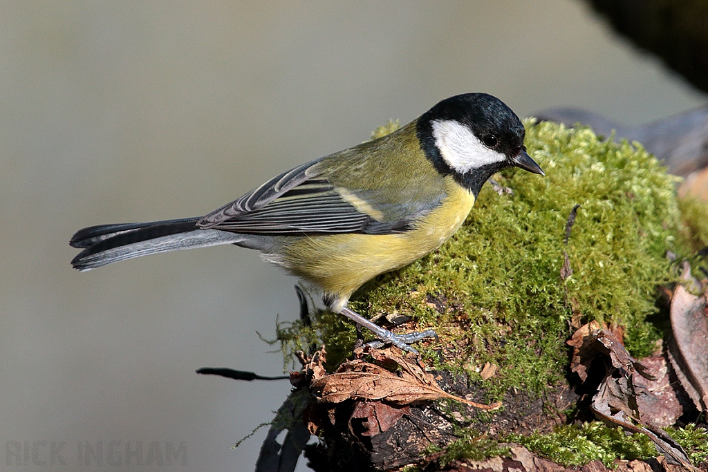 Great Tit