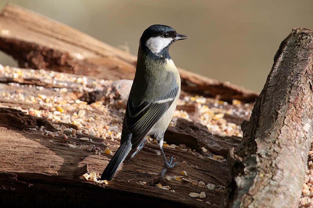 Great Tit