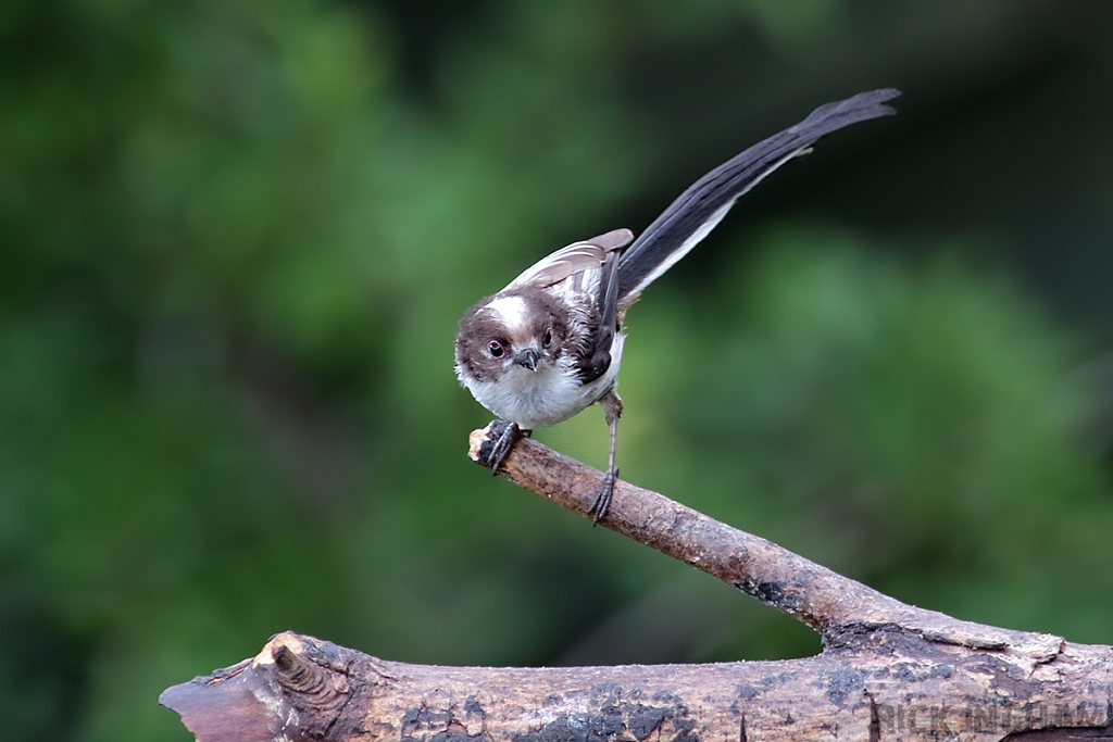 Long Tailed Tit | Juvenile