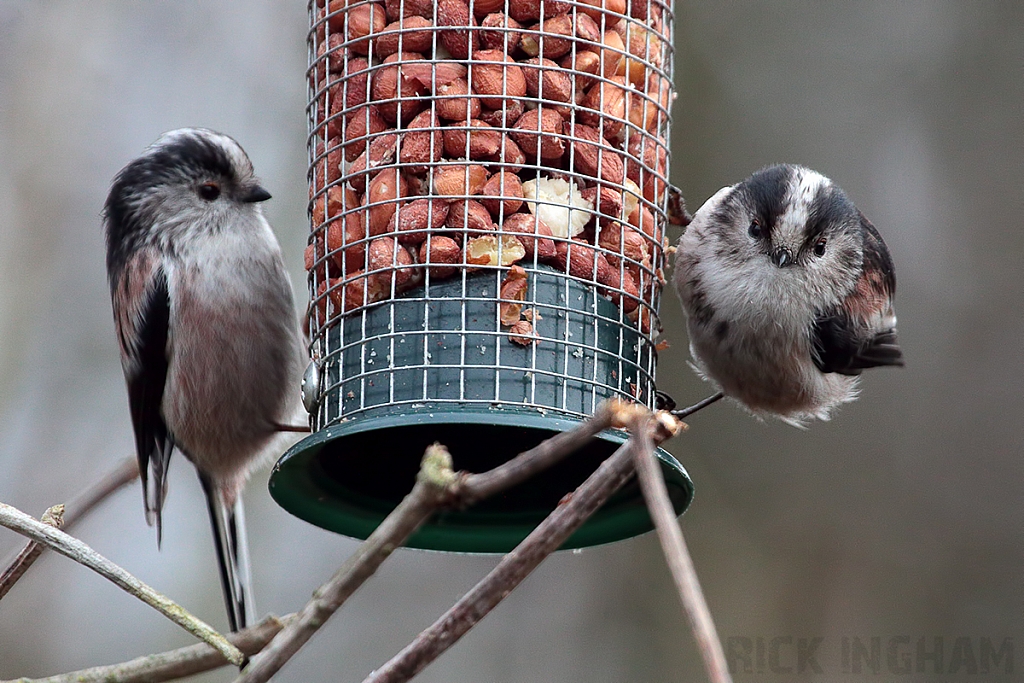 Long Tailed Tit