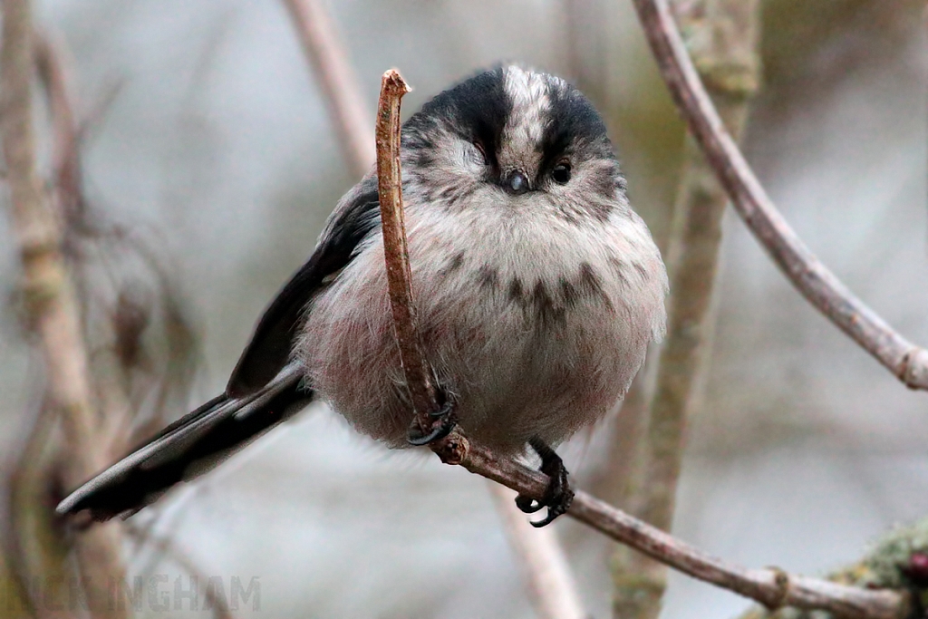 Long Tailed Tit