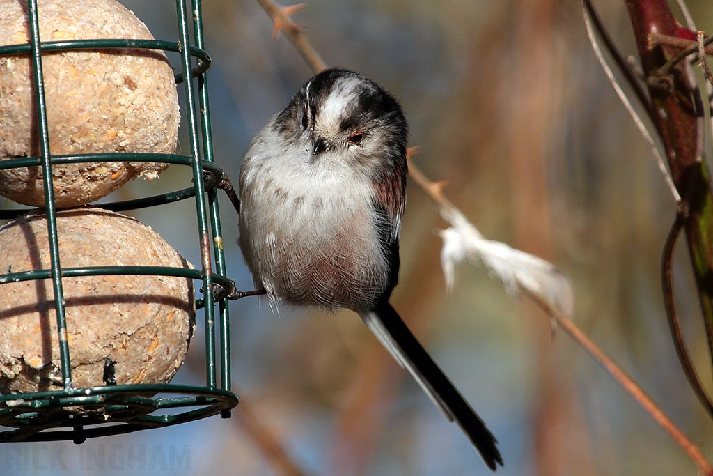 Long Tailed Tit