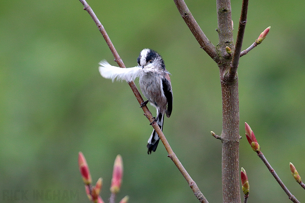 Long Tailed Tit