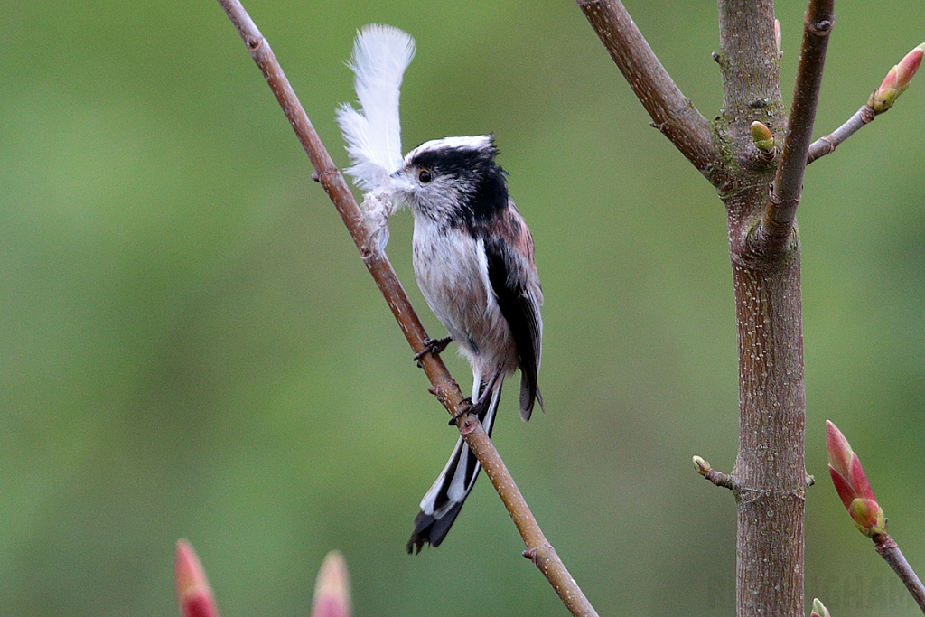 Long Tailed Tit