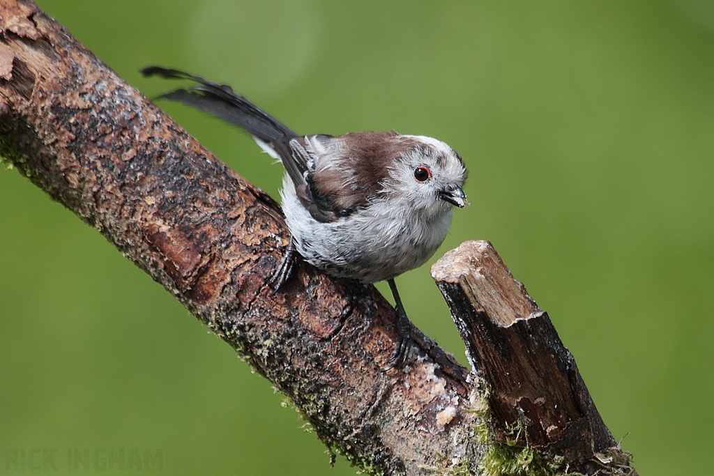 Long Tailed Tit