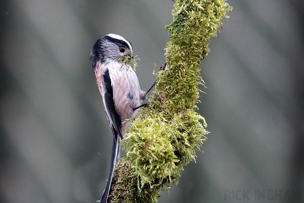 Long Tailed Tit