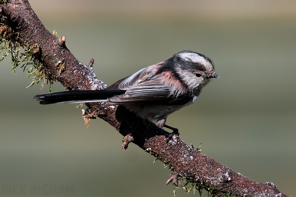 Long Tailed Tit