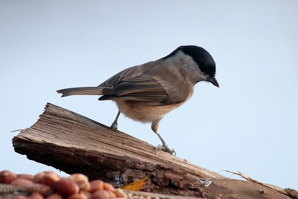Marsh Tit