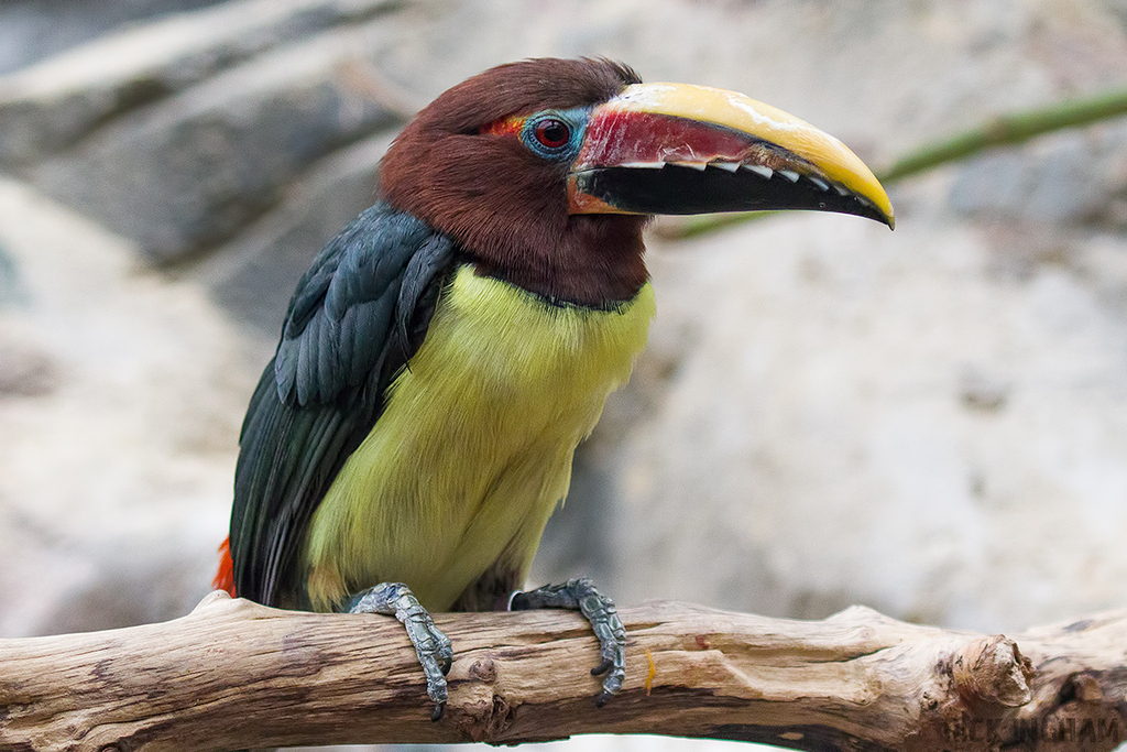 Green Aracari