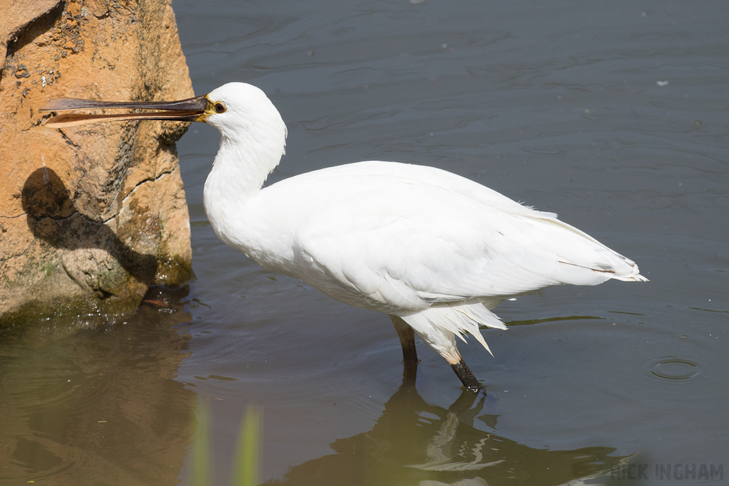 Eurasian Spoonbill
