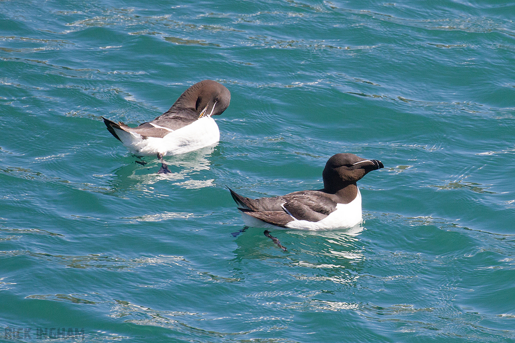 Razorbill