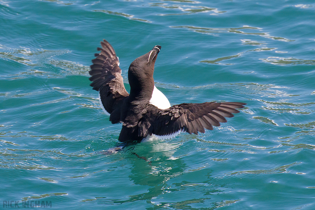 Razorbill